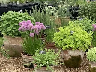 Growing in Pots